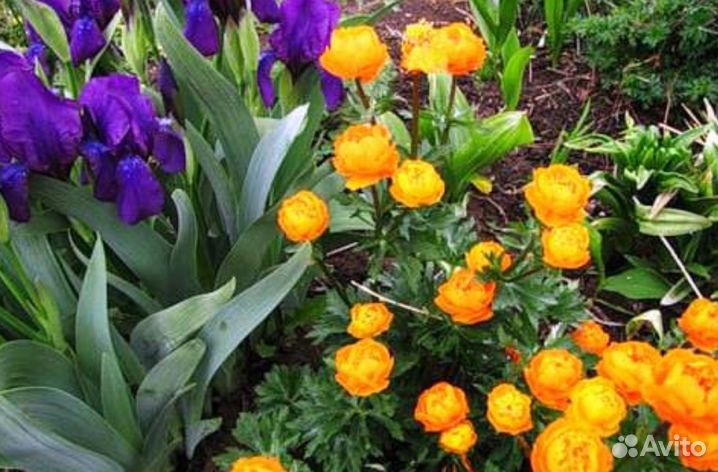 Многолетники