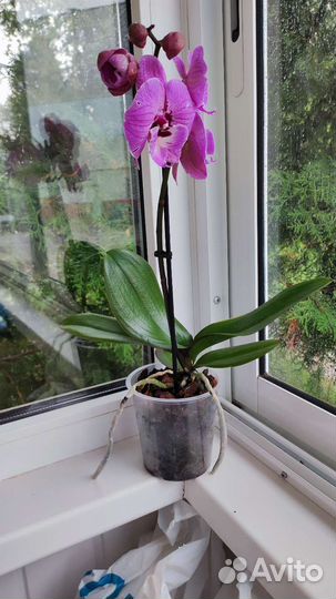 Орхидея фаленопсис