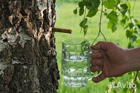 Березовый гриб чага