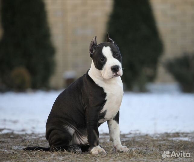 Черный тяжелый мальчик,питомник
