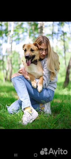 Собака, размером с таксу