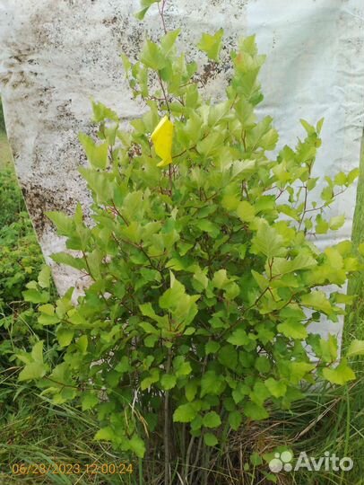 Саженцы боярышника 110-130см живая изгородь