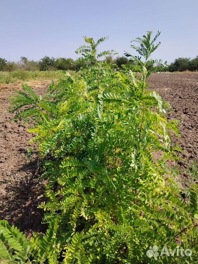 Саженцы акации