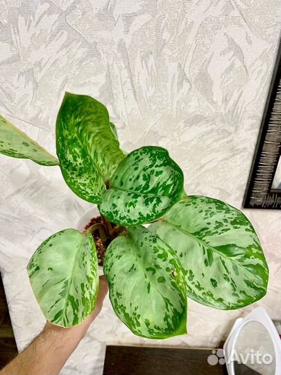 Аглаонемы сортовые