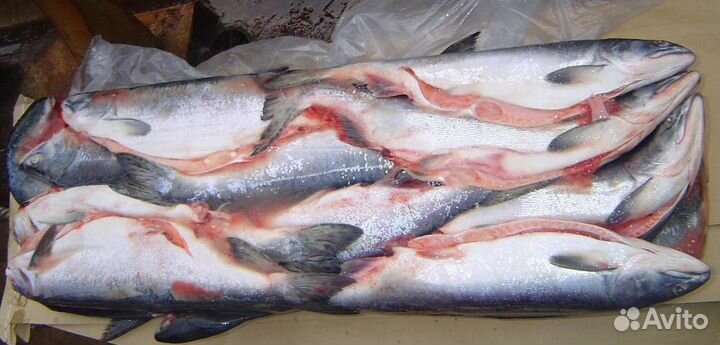 Продается готовый рыбный магазин с высокой прибыль