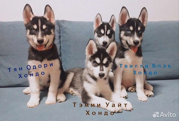 Щенки Сибирский Хаски