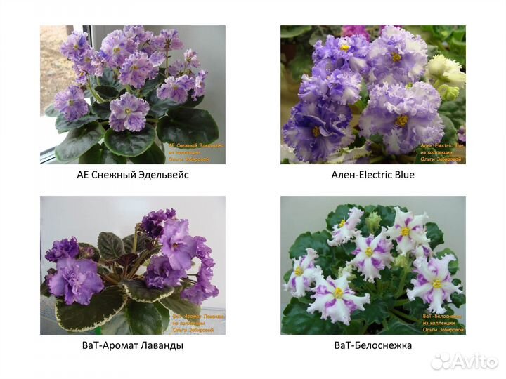 Детки Сортовых фиалок