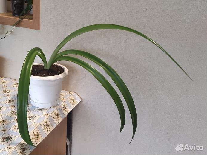 Комнатные цветы