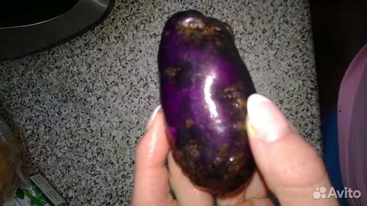 Картофель фиолетовый синий картошка на еду,посадку
