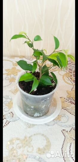 Фикус бенджамина пестролистный