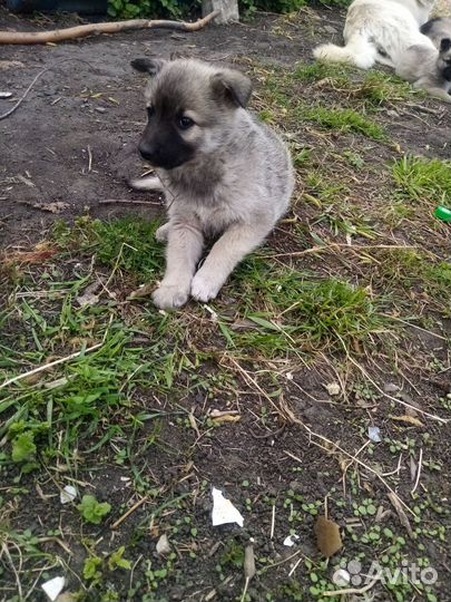 Щенки дворняги