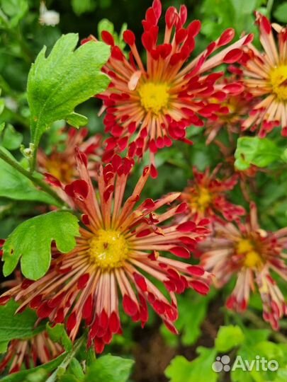 Хризантем взрослый кусты