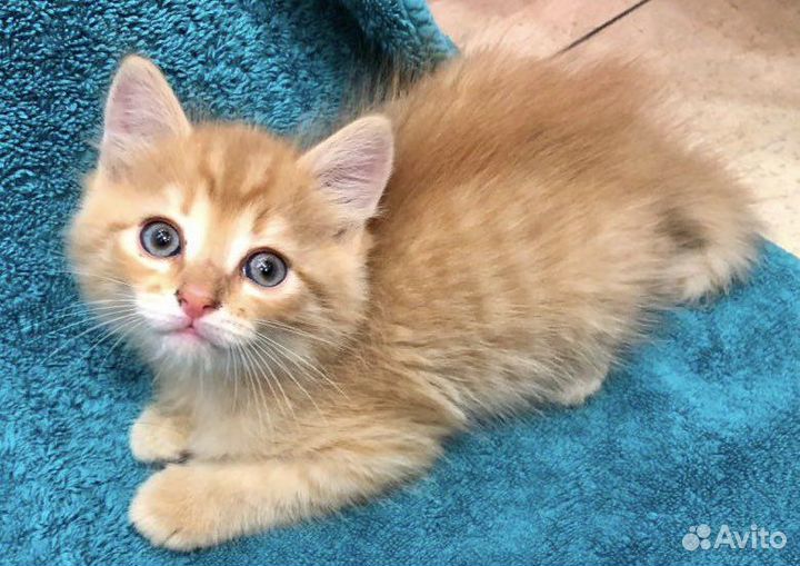 Мальчик Лёва ищет котородителей