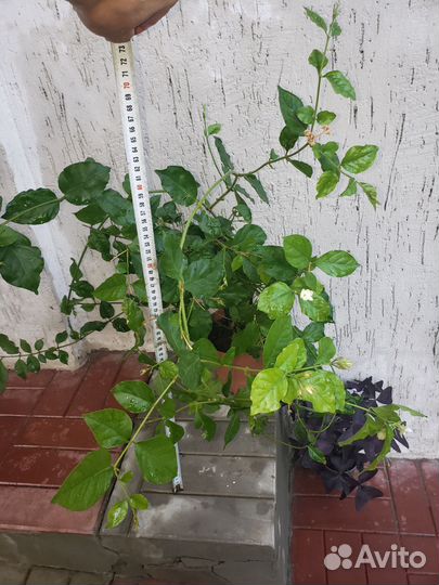 Комнатный жасмин