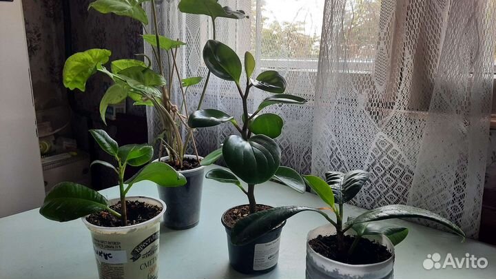 Фикус и пеперомия туполистная