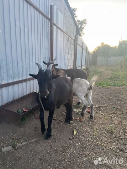Козлята