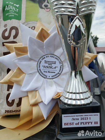 Амстафф вязка