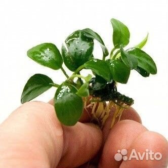 Аквариумные растения прополка