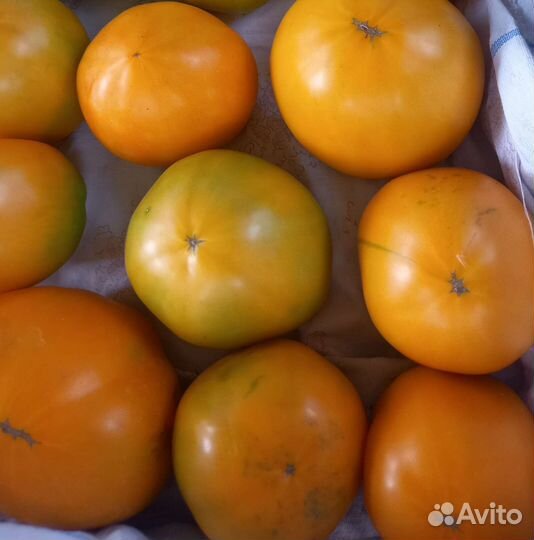 Томаты домашние