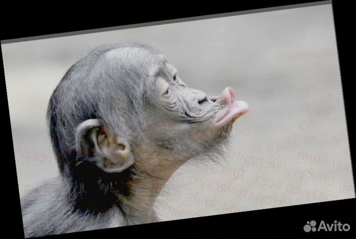 Разнорабочие Вахта проживание +Еда Еженед.выплаты