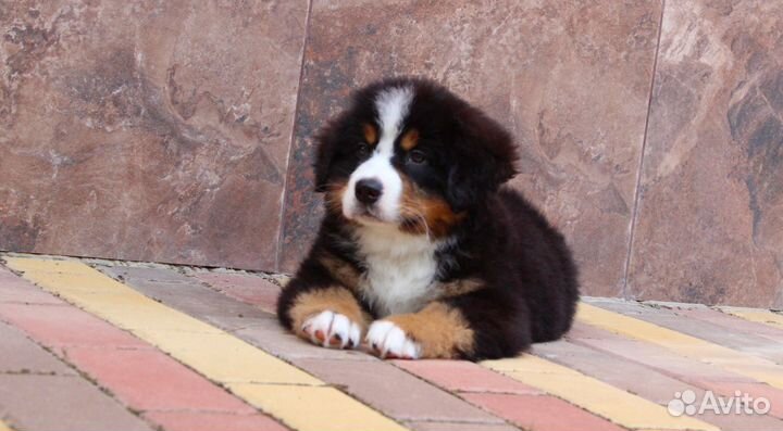 Берномишки