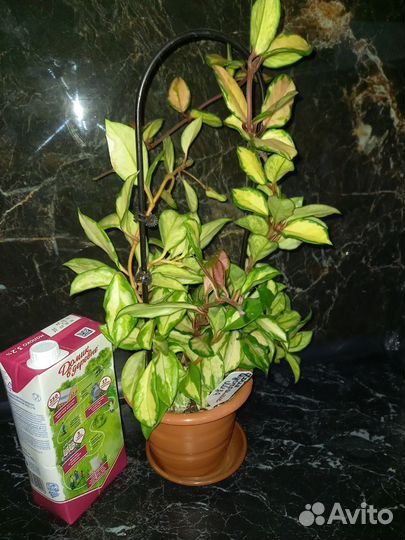 Хойя аустралис лиза