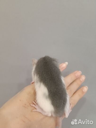 Крыса дамбо