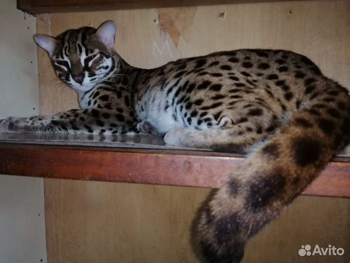 Алк 100процентов дикой крови.азиатские леопардовые