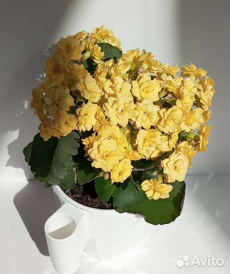 Каланхоэ Каландива, глоксинии