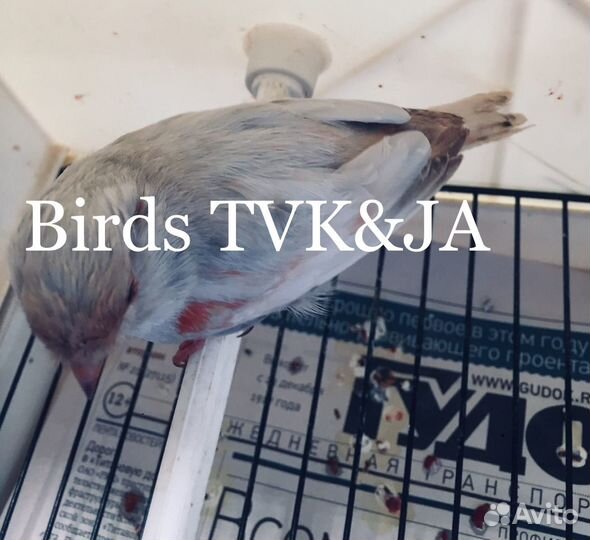 Канарейки Nero perla Черная жемчужина Италии