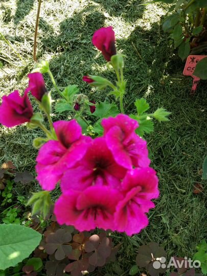 Пеларгонии сортовые