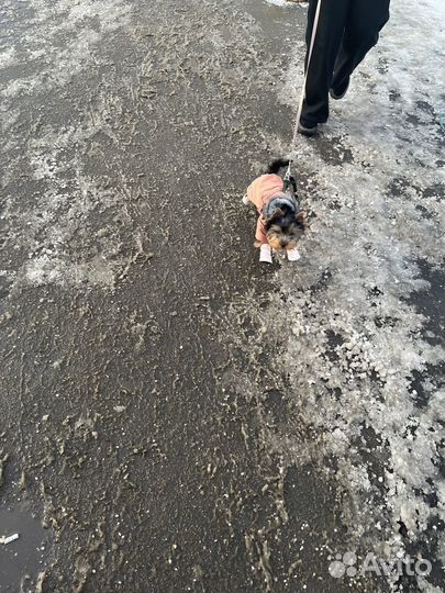 Одежда для собак мелких пород xs