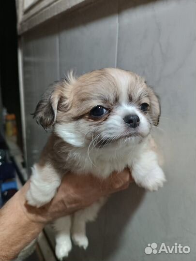 Чихуахуа мини мальчик