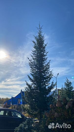 Пихта Сибирская