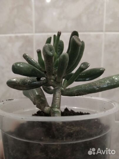 Крассула микс (толстянка) хоббит 1год