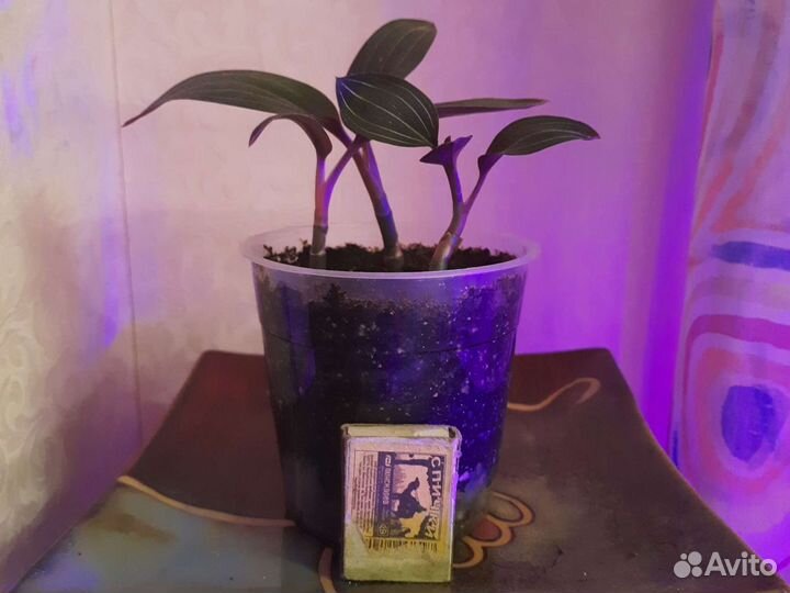 Лудизия, орхидея драгоценная