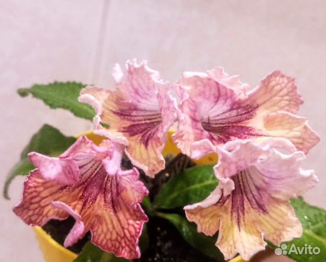 Стрептокарпус Listy