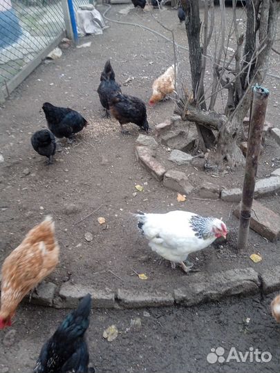 Куры молодки