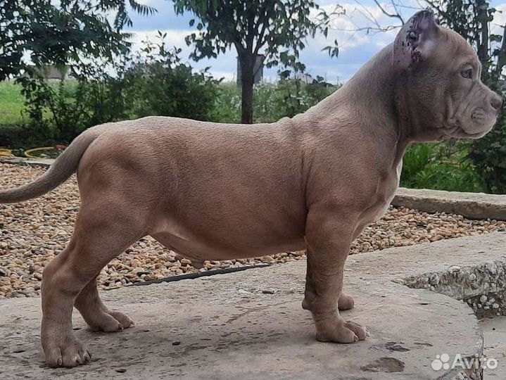 Американский булли щенки лил.мерль