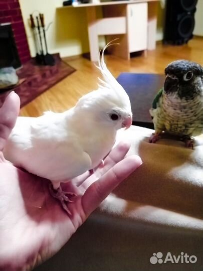 Полуручные птенцы попугаев корелла