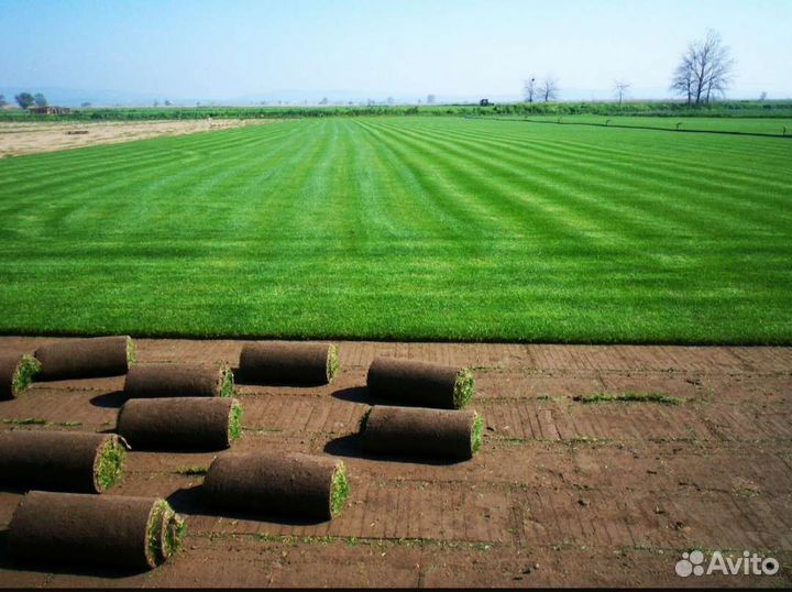 Рулонный газон с укладкой и без