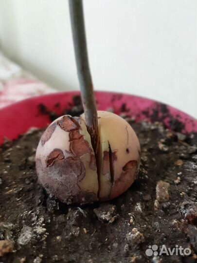 Авокадо дерево