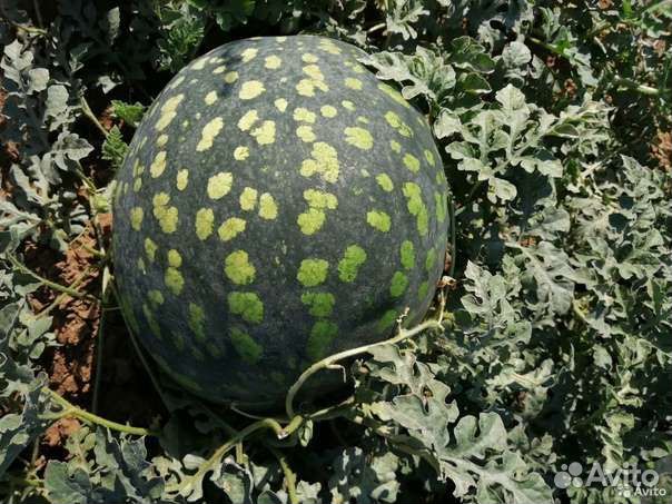 Семена арбуза Холодок