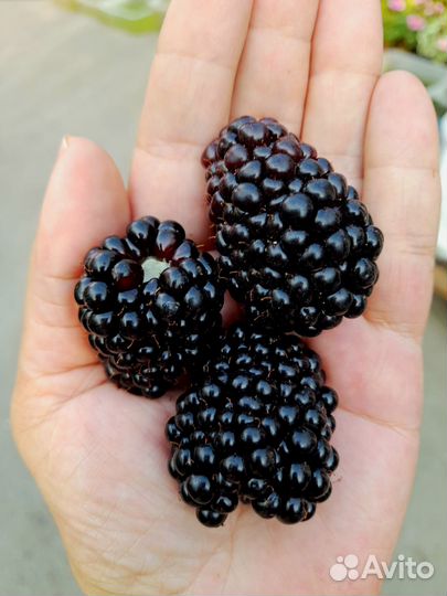 Ежевика,актинидия,лимонник,розмарин