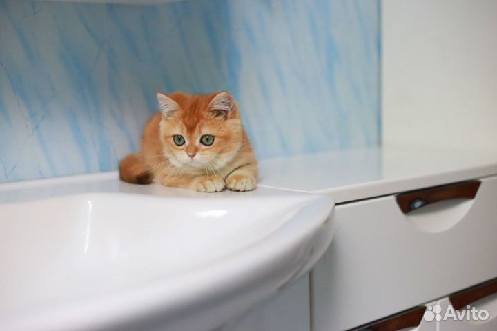 Британские золотые шиншиллы