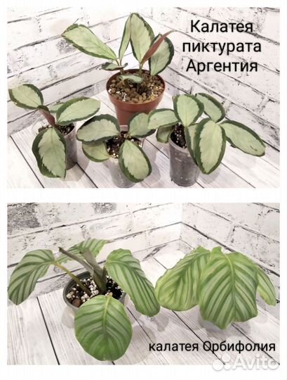Калатеи, Строманты