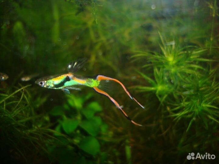 Гуппи Японцы (Эндлер голубой)