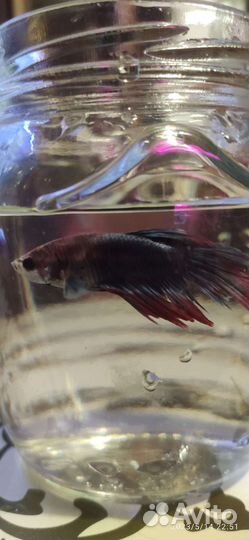 Петушки для аквариума