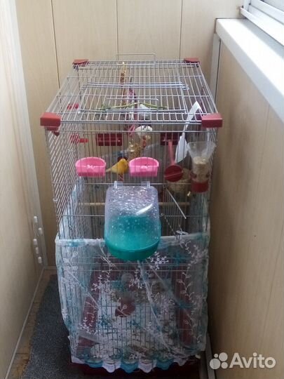 Кенарь и канарейка