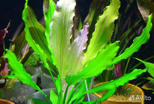 Эхинодорус трёхцветный. Аквариумные растения